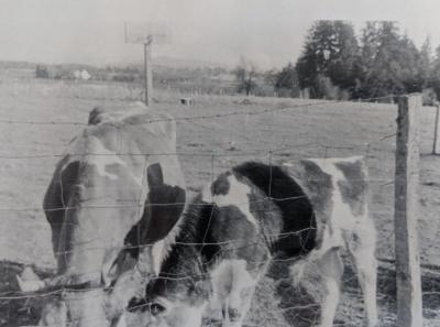 Picture of cows 